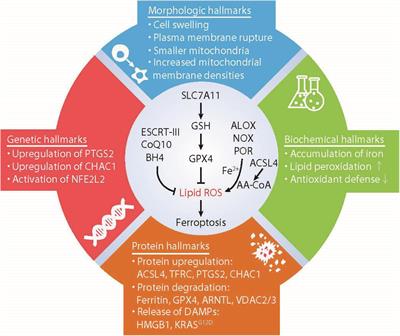 Characteristics and Biomarkers of Ferroptosis